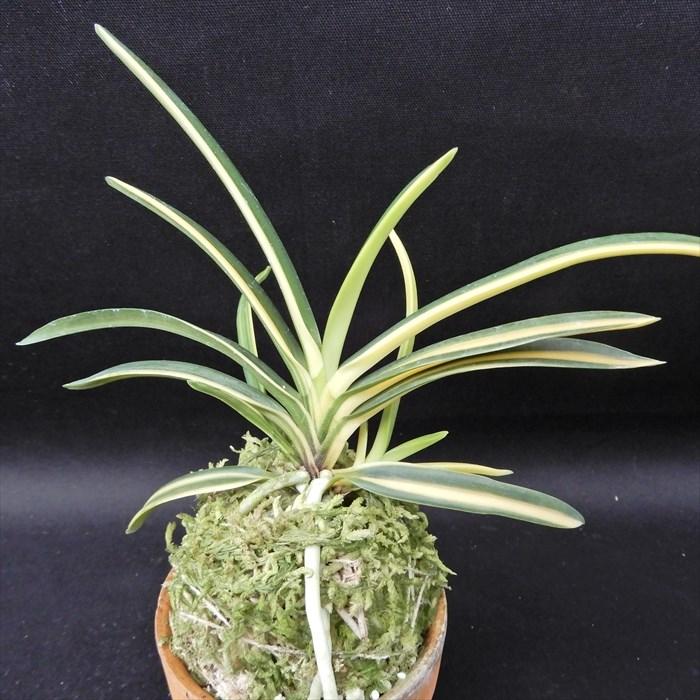 富貴蘭 宝錦 2.5号鉢 フウキラン 風蘭 古典植物 山野草 kih : レイ