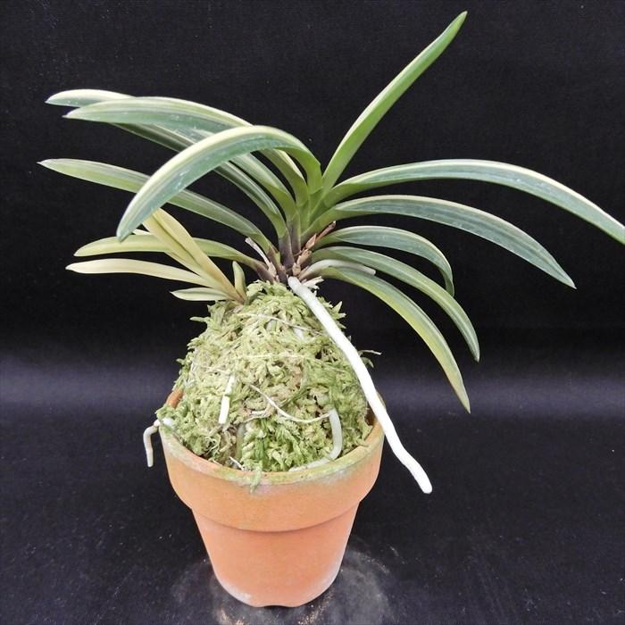 富貴蘭　「富士錦」　上柄 宝石のような観葉植物のお店 【Jewelry Plant】 富貴蘭 風蘭 蘭 雲龍滝
