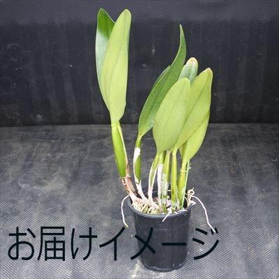 洋ラン【開花見込株】カトレア チャーミダス オクトーバー Charmidas