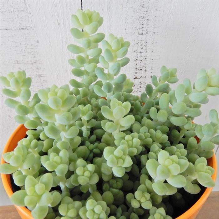 多肉植物 セダム ビールの泡 10 5cmポット 新玉つづり 観葉植物 インテリア L レイテストプランツ 通販 Yahoo ショッピング