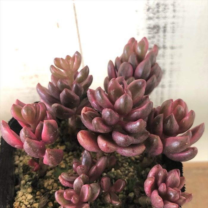 多肉植物 グラプトベリア チョコレート錦 7.5cmポット 観葉植物 多肉植物 グラプトベリア チョコレート錦 7.5cmポット 観葉植物