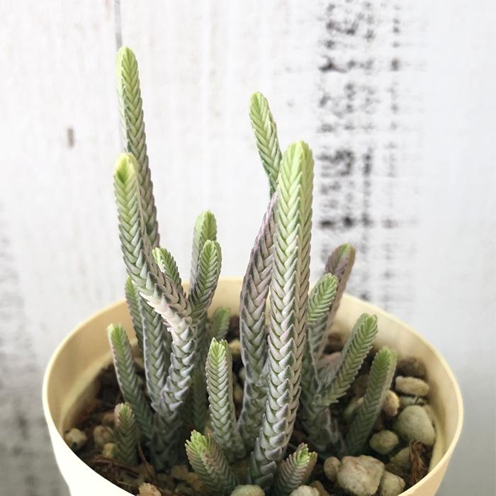 多肉植物 クラッスラ 青鎖竜錦 6cmポット 観葉植物 インテリア 多肉植物 クラッスラ 青鎖竜錦 6cmポット 観葉植物 インテリア