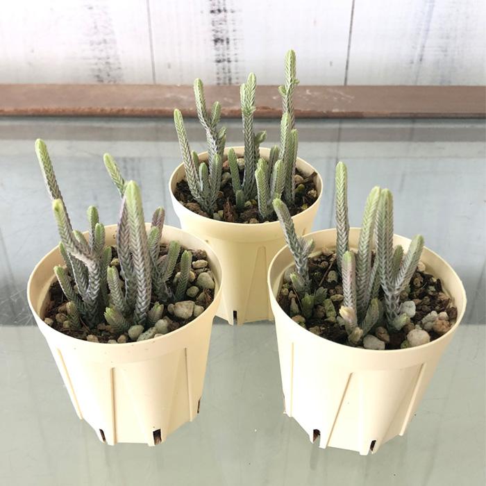 多肉植物 クラッスラ 青鎖竜錦 6cmポット 観葉植物 インテリア ejr｜latestplants2019｜02