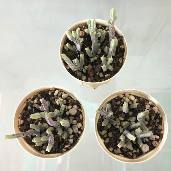 多肉植物 クラッスラ 青鎖竜錦 6cmポット 観葉植物 インテリア ejr｜latestplants2019｜03