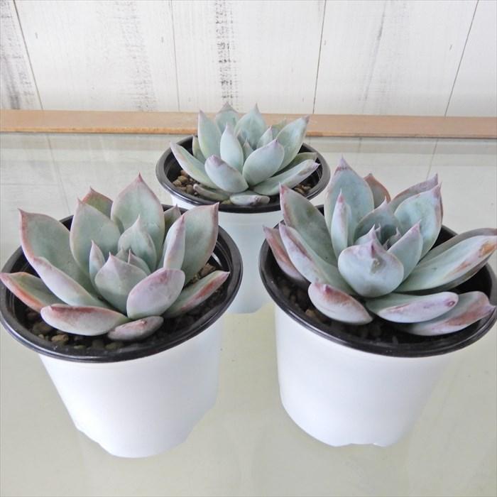 多肉植物 エケベリア ブラックサバス 9cmポット 観葉植物 インテリア