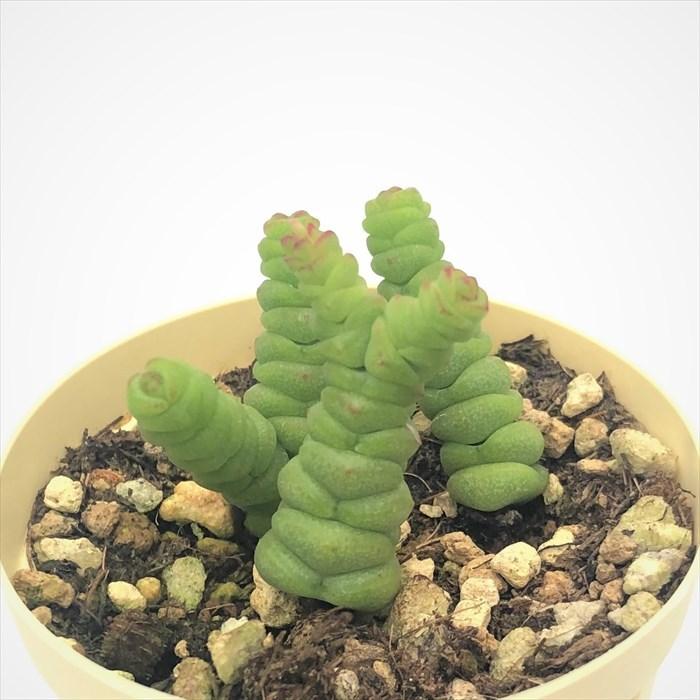 激安通販新作 多肉植物 クラッスラ 清星 6cmポット 観葉植物 インテリア Ejr Wantannas Go Id