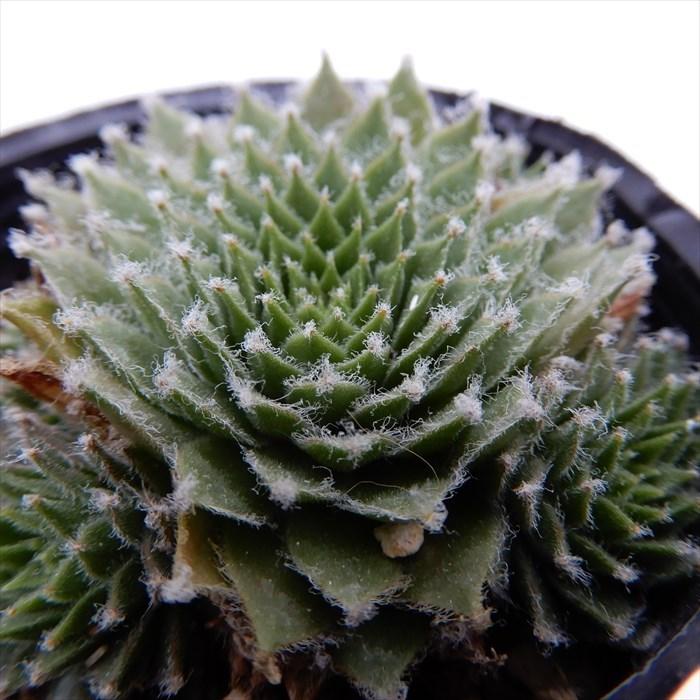 多肉植物 センペルビウム 高嶺の花 6cmポット 観葉植物 インテリア L レイテストプランツ 通販 Yahoo ショッピング