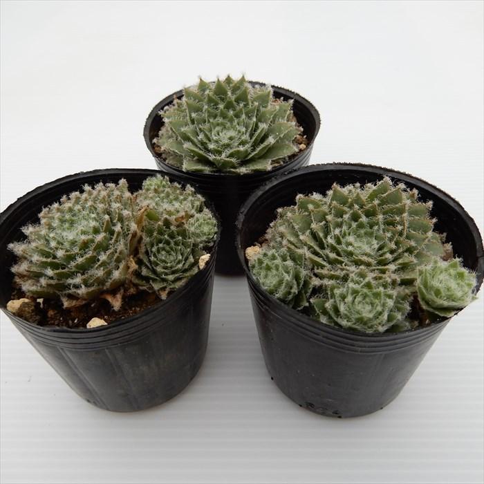 多肉植物 センペルビウム 山彦 6cmポット 観葉植物 インテリア mnm