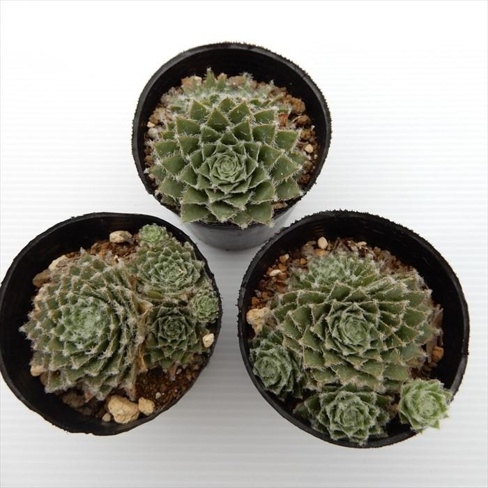 多肉植物 センペルビウム 山彦 6cmポット 観葉植物 インテリア mnm