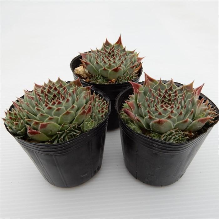 多肉植物 センペルビウム ミセスジョセフィー 6cmポット 観葉植物