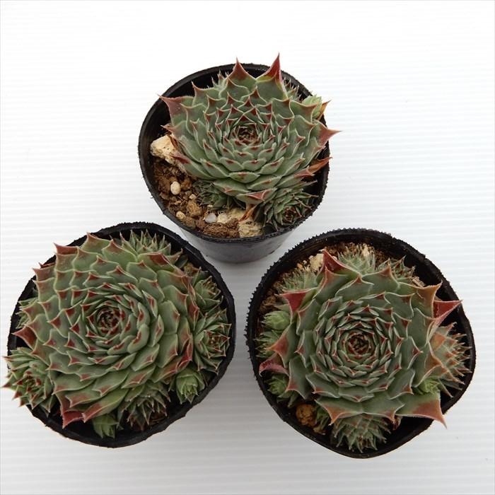 センペルビウム　ミセスジョセフィ 楽天市場】ミセスジョセフィ センペルビウム属 多肉植物 9cm