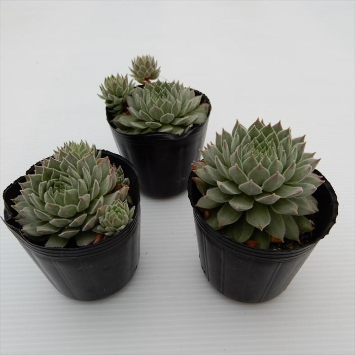 多肉植物 センペルビウム 市女笠 6cmポット 観葉植物 インテリア mnm