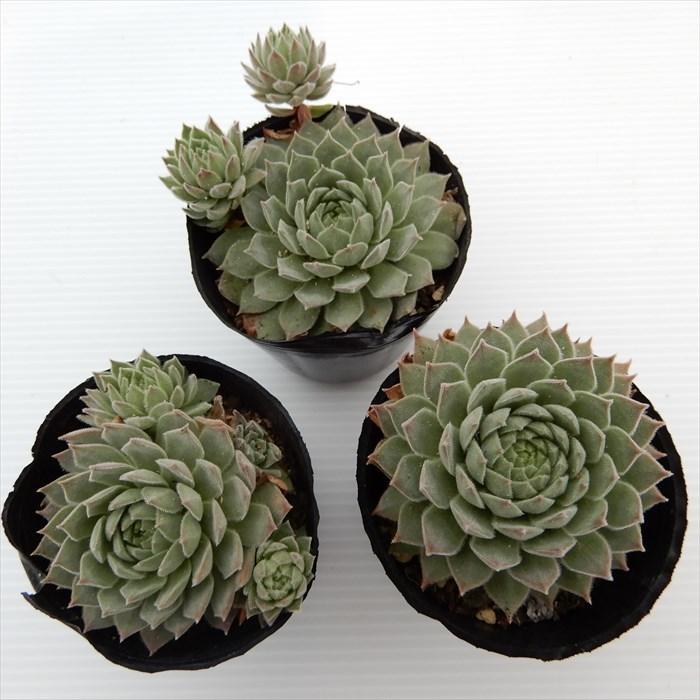 多肉植物 センペルビウム 市女笠 6cmポット 観葉植物 インテリア mnm