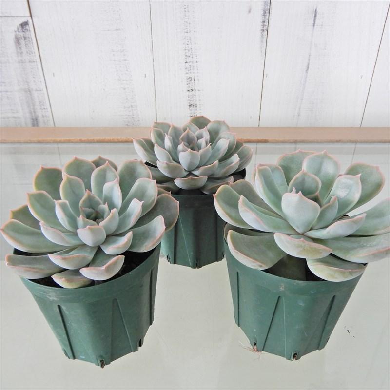 多肉植物 エケベリア ジャシリー 7 5cmポット 観葉植物 インテリア Kas L レイテストプランツ 通販 Yahoo ショッピング