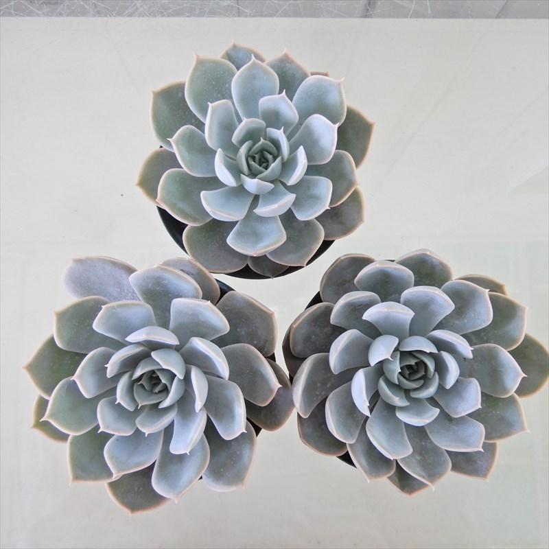 多肉植物 エケベリア グランデシンザ 7.5cmポット 観葉植物 インテリア