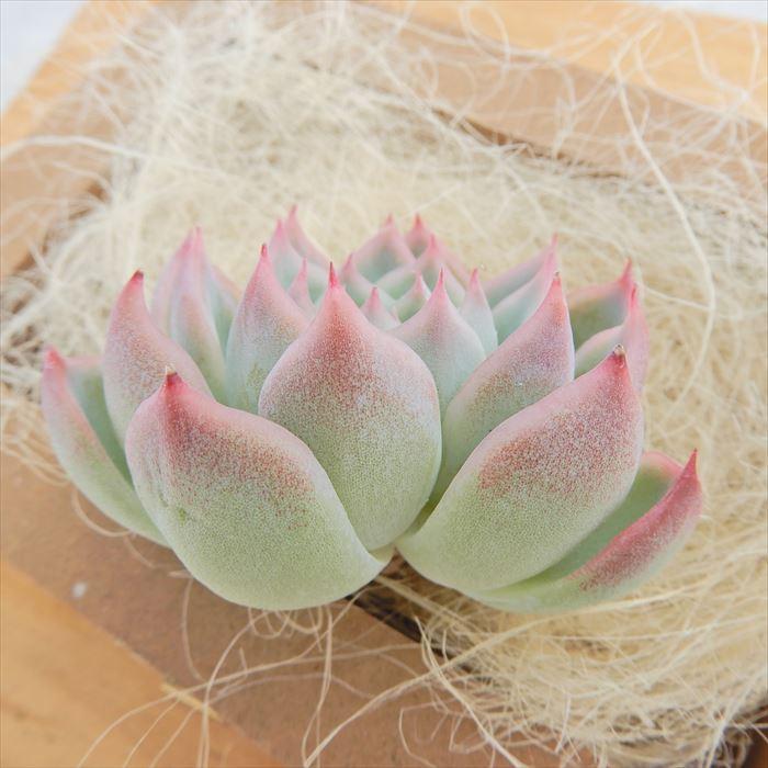 多肉植物 エケベリア ピンククリスタル 韓国苗 抜き苗 カット苗 約5cm 観葉植物 インテリア L レイテストプランツ 通販 Yahoo ショッピング