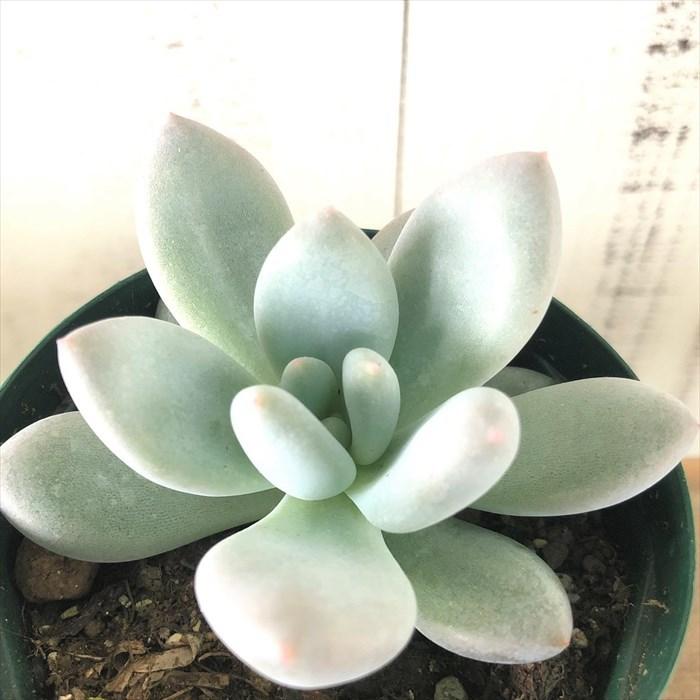 多肉植物 パキフィツム フレーヌ 7 5cmポット 観葉植物 インテリア Kas Belle Ile Nature Org