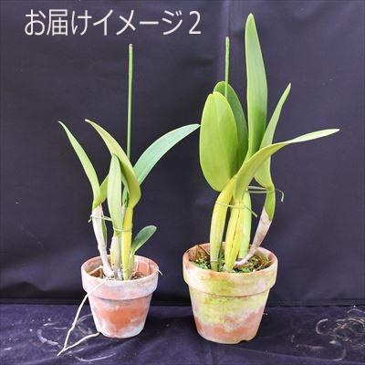 洋ラン【開花見込株】カトレア ラブキングダム リナ LoveKingdom Rina 5〜6号鉢 洋ラン 洋蘭 インテリア hniの画像