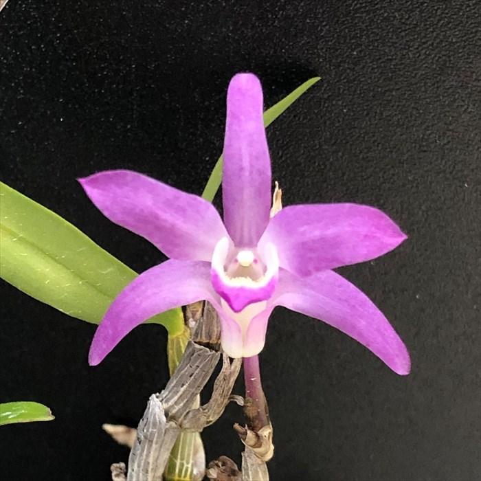 花物セッコク【開花見込株】雷山 2.5号鉢 石斛 古典植物 山野草 kih