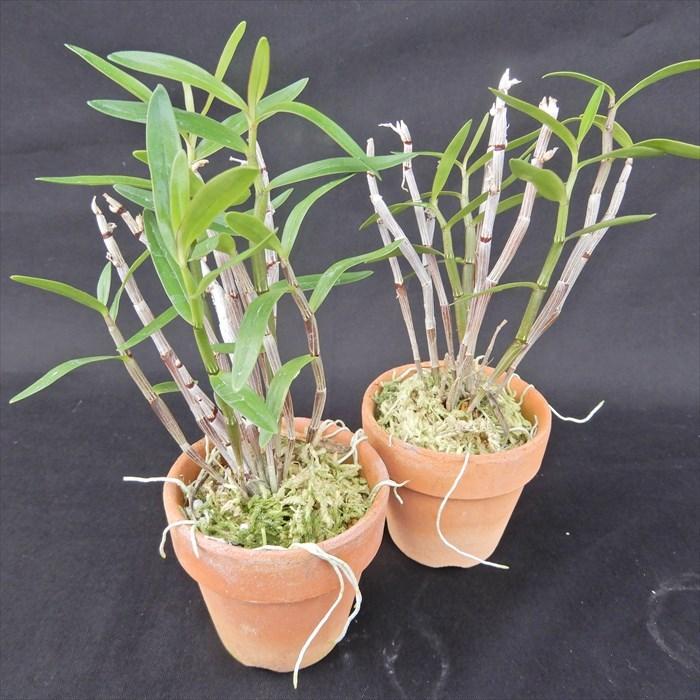 花物セッコク【開花見込株】天紫晃 2.5号鉢 石斛 古典植物 山