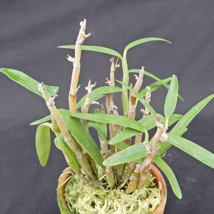 花物セッコク【開花見込株】佐保姫 2.5号鉢 石斛 古典植物 山野草 kih