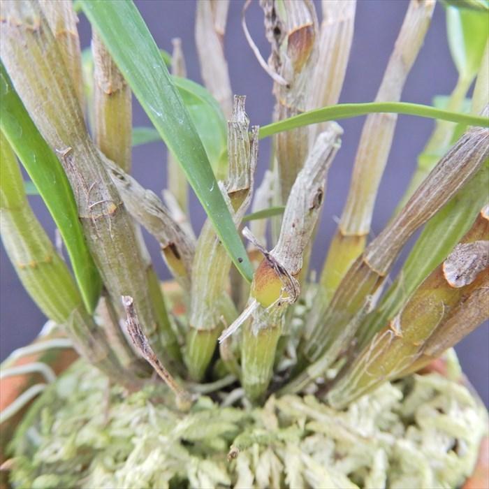 花物セッコク【開花見込株】佐保姫 2.5号鉢 石斛 古典植物 山野草 kih
