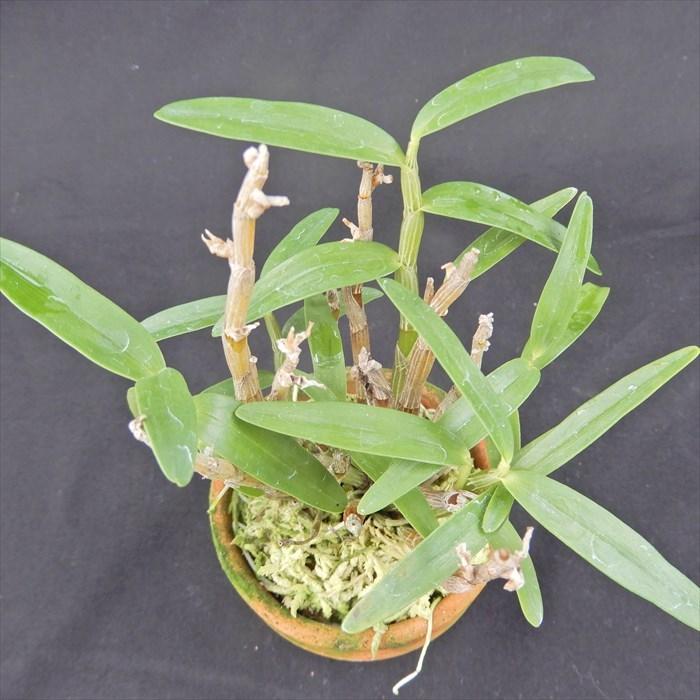 花物セッコク【開花見込株】佐保姫 2.5号鉢 石斛 古典植物 山野草 kih