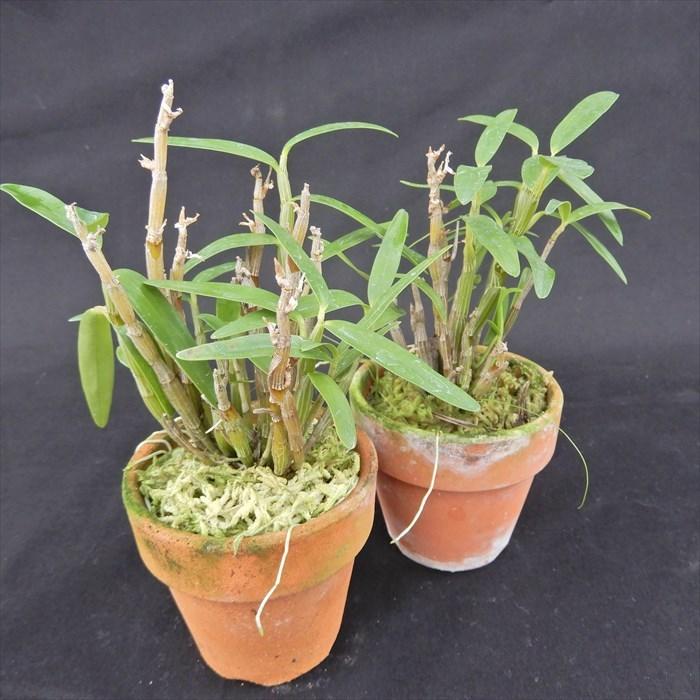 花物セッコク【開花見込株】佐保姫 2.5号鉢 石斛 古典植物 山野草 kih