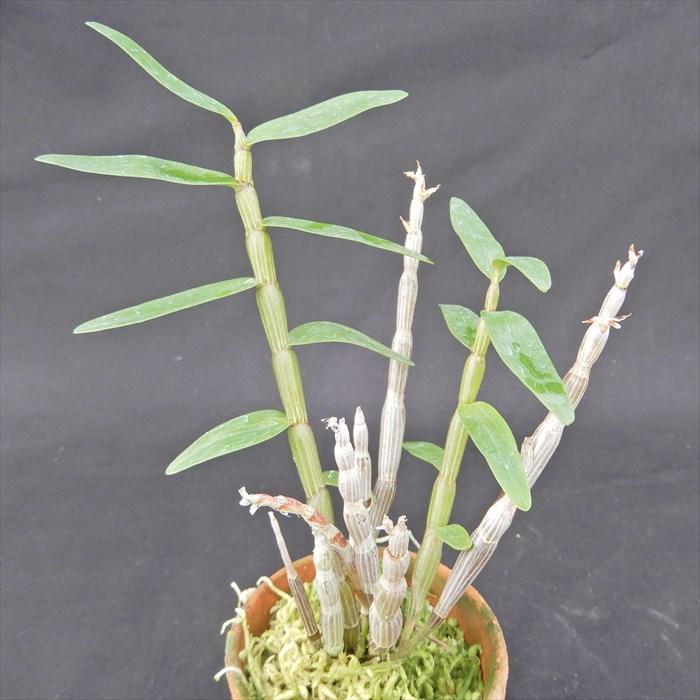 花物セッコク【開花見込株】桃苑 2.5号鉢 石斛 古典植物 山野草 kih