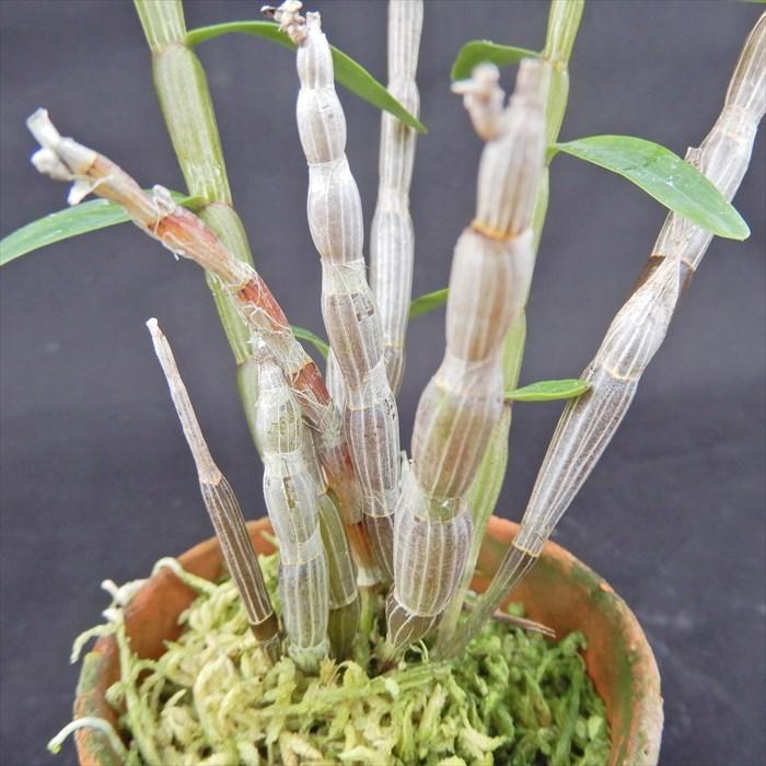 花物セッコク【開花見込株】桃苑 2.5号鉢 石斛 古典植物 山野草 kih