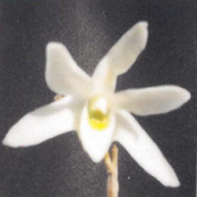 花物セッコク【開花見込株】白泉 2.5号鉢 石斛 古典植物 山野草 kih