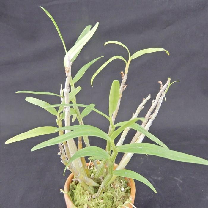 花物セッコク【開花見込株】白泉 2.5号鉢 石斛 古典植物 山野草 kih