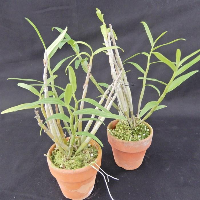 花物セッコク【開花見込株】白泉 2.5号鉢 石斛 古典植物 山野草 kih