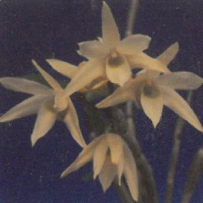 花物セッコク【開花見込株】野村 2.5号鉢 石斛 古典植物 山野草 kih