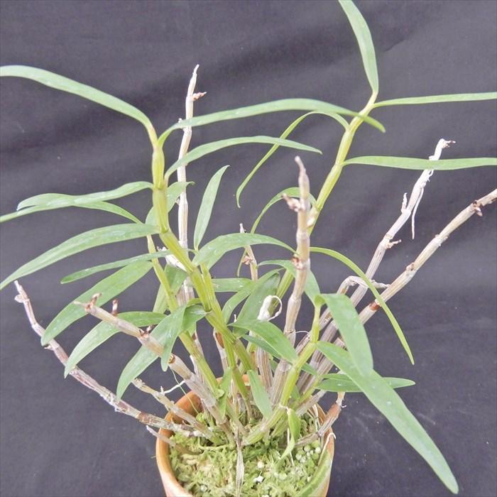 花物セッコク【開花見込株】野村 2.5号鉢 石斛 古典植物 山野草 kih