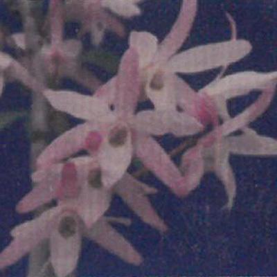 花物セッコク 開花見込株 清澄 2 5号鉢 石斛 古典植物 山野草 Kih L レイテストプランツ 通販 Yahoo ショッピング