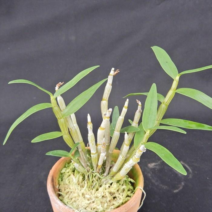花物セッコク【開花見込株】清澄 2.5号鉢 石斛 古典植物 山野草 kih