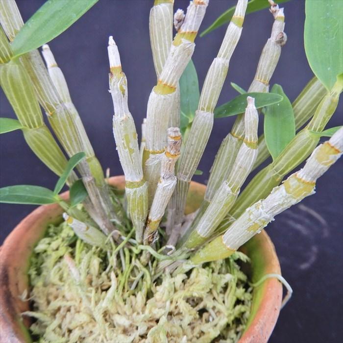 花物セッコク【開花見込株】清澄 2.5号鉢 石斛 古典植物 山野草 kih