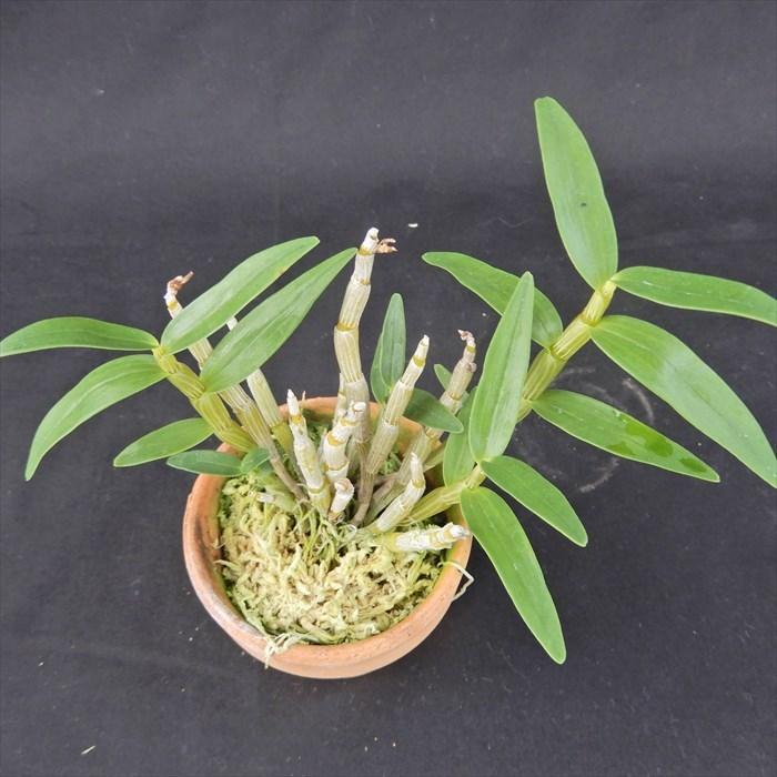 花物セッコク【開花見込株】清澄 2.5号鉢 石斛 古典植物 山野草 kih