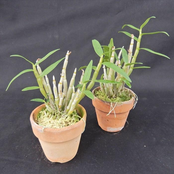 花物セッコク【開花見込株】清澄 2.5号鉢 石斛 古典植物 山野草 kih
