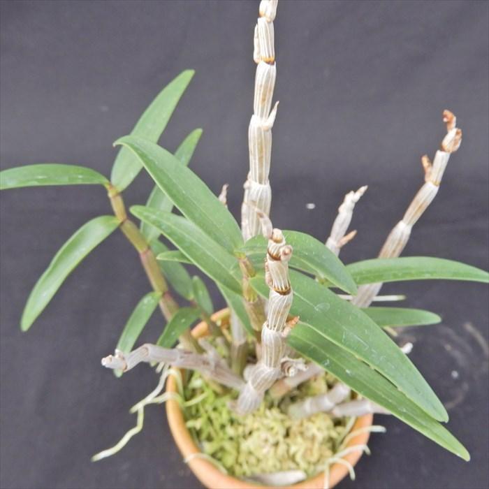 動*。様 中国産 原種カラス葉の鉄皮セッコク 開花中★洋蘭・蘭・デンドロ・セッコ Dendrobium（Den.）tosaense（カラス葉鉄皮セッコク） | ランに