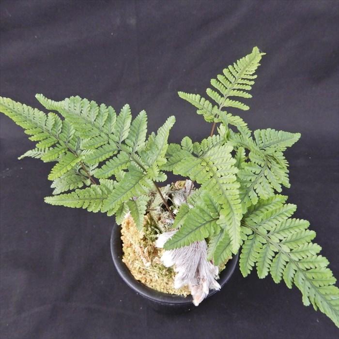 【山野草】トキワシノブ　【特大株】　鉢ごと発送 山野草】トキワシノブ 【特大株】 鉢ごと発送