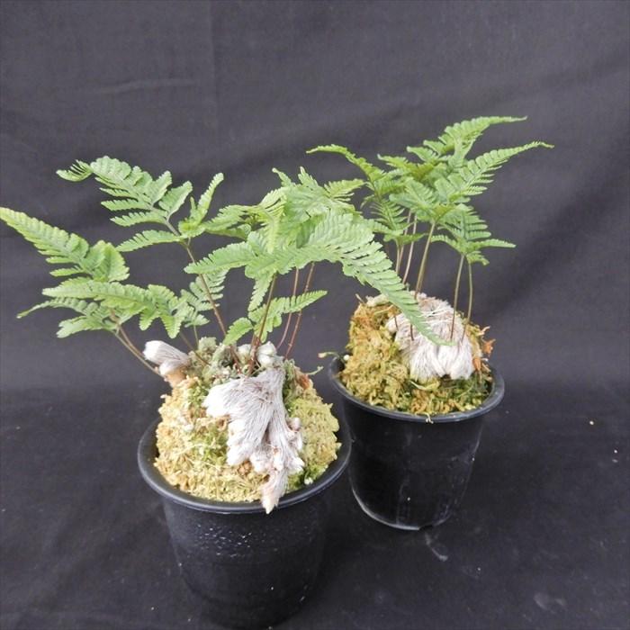 綴化トキワシノブ 3 5号鉢 石化 古典植物 シダ植物 山野草 Kih L レイテストプランツ 通販 Yahoo ショッピング