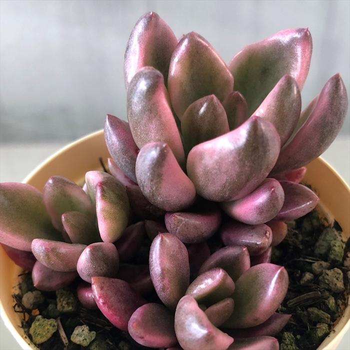 多肉植物 グラプトベリア チョコレート錦 6cmポット 観葉植物