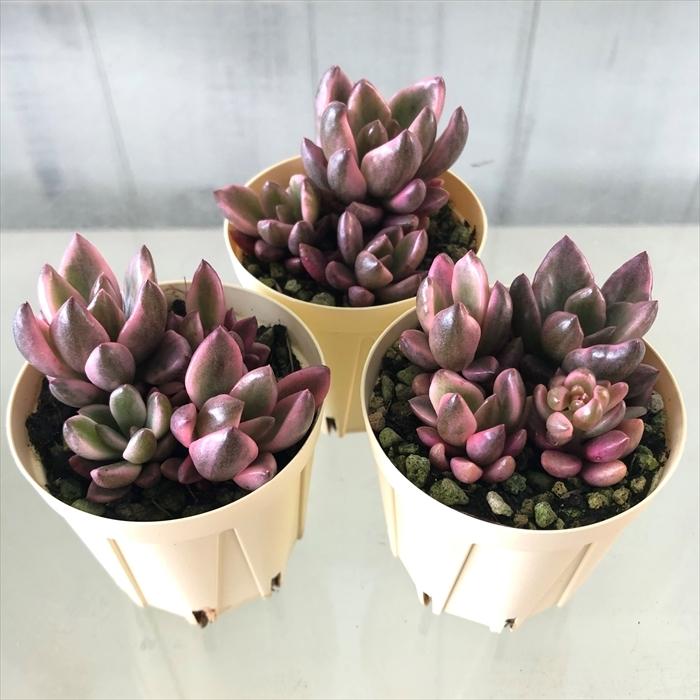 多肉植物 グラプトベリア チョコレート錦 6cmポット 観葉植物 インテリア ejr｜latestplants2019｜02