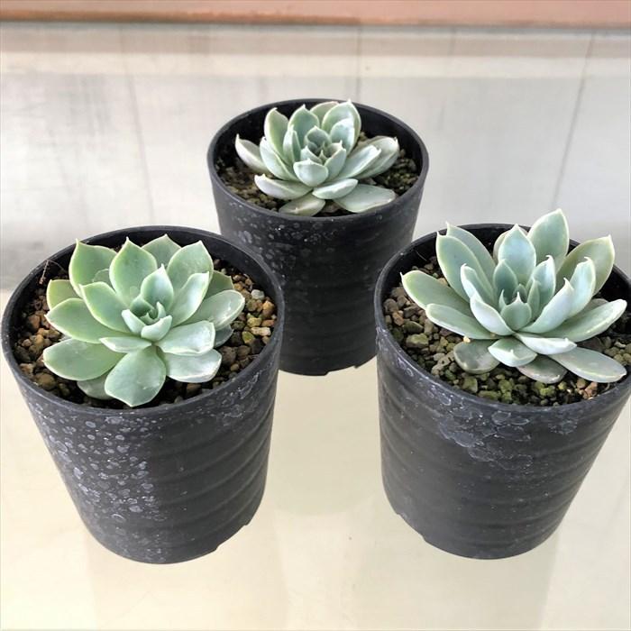 多肉植物 エケベリア シムランス シベリア 実生 6cmポット 観葉植物