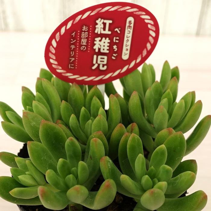 多肉植物 エケベリア 紅稚児 7 5cmポット 観葉植物 インテリア Tut L レイテストプランツ 通販 Yahoo ショッピング
