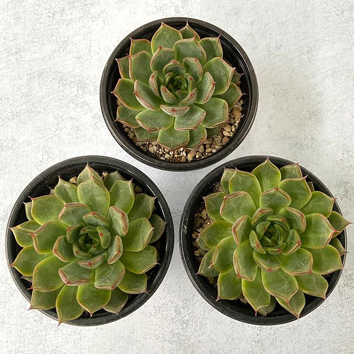 多肉植物 エケベリア ノーマッド 9cmポット 観葉植物 インテリア yos