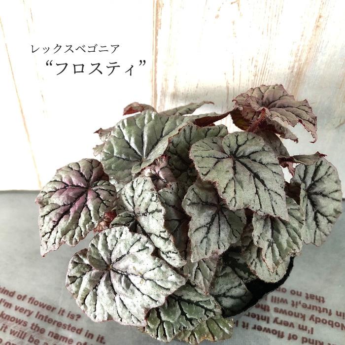 予約販売】 レックスベゴニア フロスティ 10.5cmポット ベゴニア 鉢花