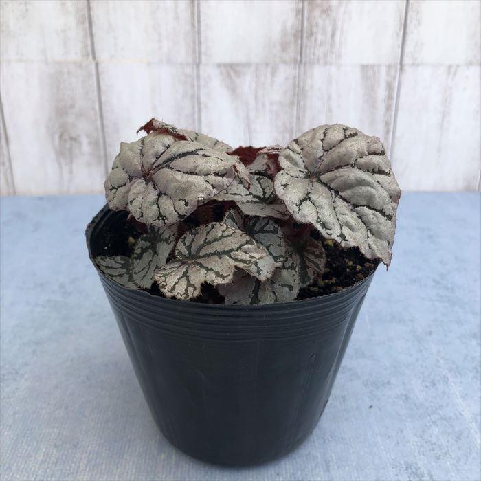予約販売】 レックスベゴニア フロスティ 10.5cmポット ベゴニア 鉢花